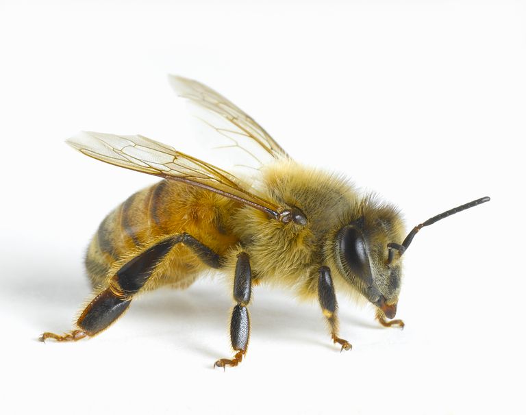 użądlenia pszczół, pszczołami może, terapia pszczołami, może pomóc