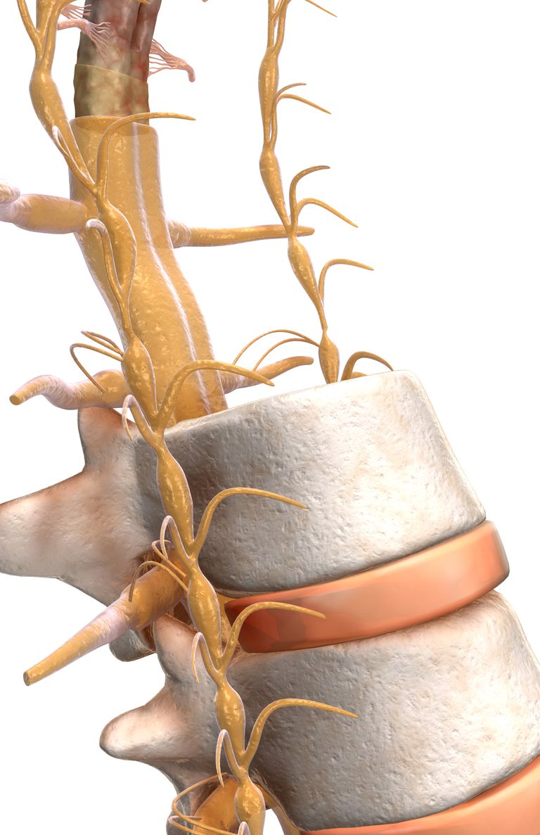 nerwu rdzeniowego, rdzenia kręgowego, rdzeń nerwu, centralnego układu, centralnego układu nerwowego, impulsy motoryczne