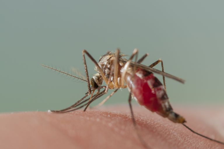 gdzie indziej, Ameryce Południowej, może również, przez komary, Aedes aegypti, Azji Afryce