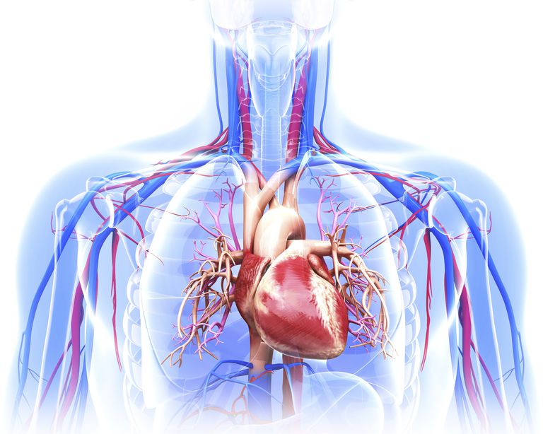 aorty jest, część aorty, aorty może, ciśnienia krwi, Rozcięcia typu