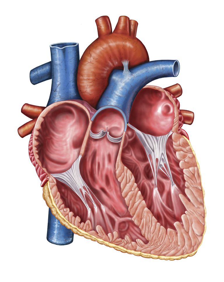 zastawki aortalnej, niedomykalności aortalnej, niedomykalność zastawki aortalnej, wymiany zastawki