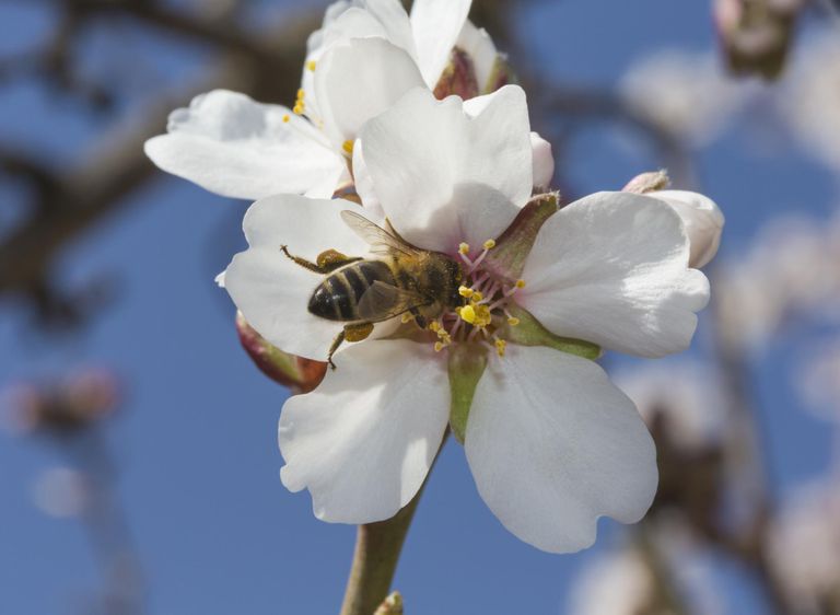 pszczeli jest, pszczeli może, pyłek pszczeli może, może pomóc, Objawy alergii, pyłek pszczeli