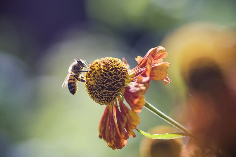 terapia pszczołami, użądlenia pszczół, przez pszczołę, użądlenia przez
