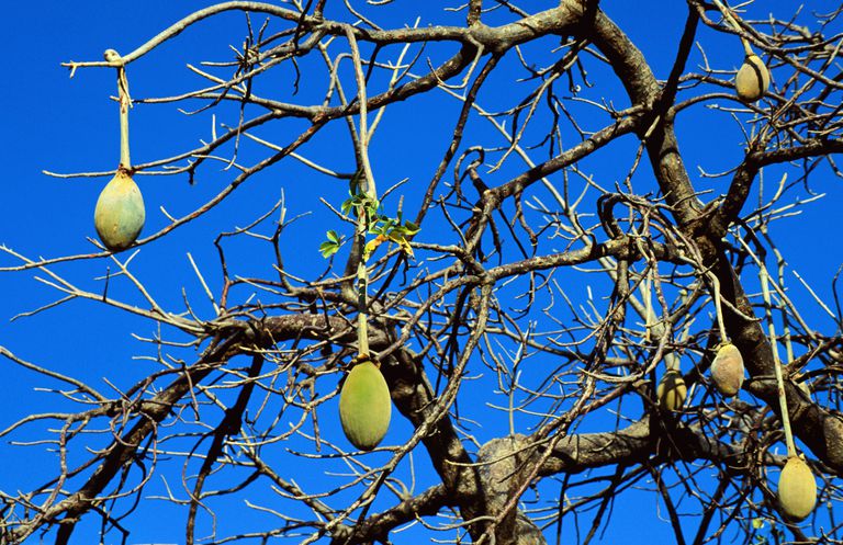 owoc baobabu, baobabu jest, owoc baobabu jest, owoce baobabu