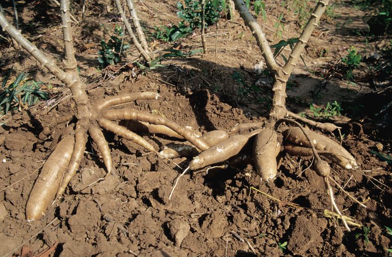 badania dotyczące, badania sugerują, jest również, Korzeń rośliny, manioku może, mogą mieć