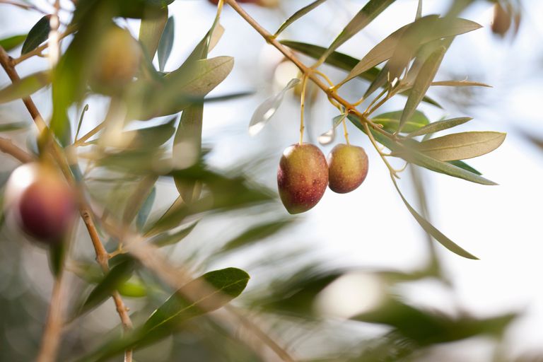liści oliwnych, liści oliwnych może, oliwnych może, wyciąg liści, wyciąg liści oliwnych, może pomóc