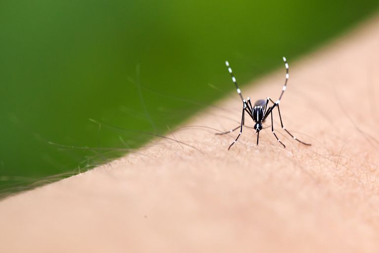 Aedes aegypti, przenoszonych przez, przenoszonych przez komary, przez komary, chorób przenoszonych