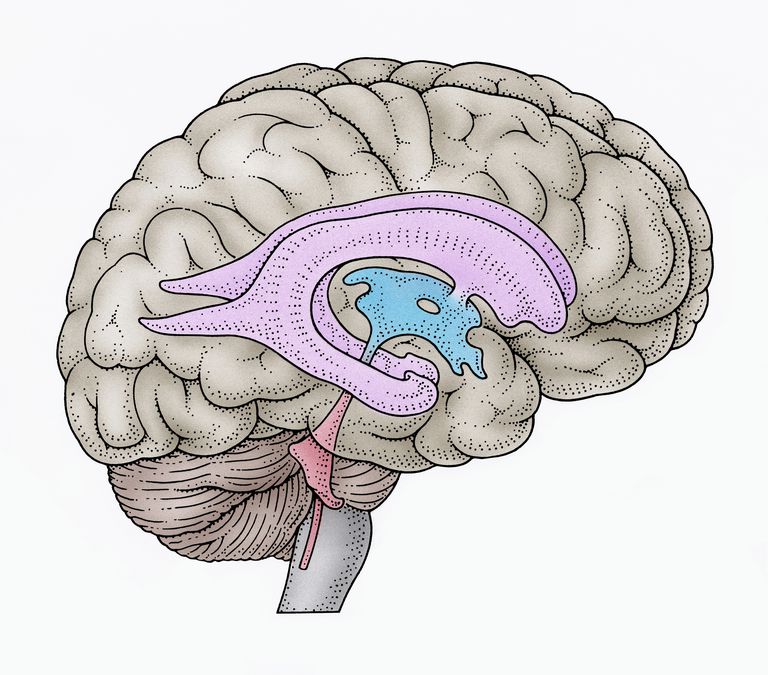 ciśnienia wewnątrz, komorą która, ośrodkowego układu, ośrodkowego układu nerwowego, układu nerwowego