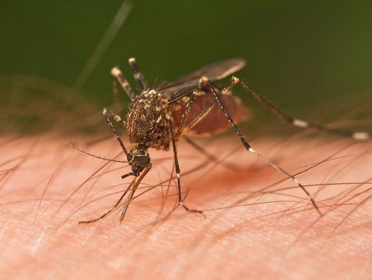 przez komary, zapalenie mózgu, Musi istnieć, chorób przenoszonych, chorób przenoszonych przez, ilość wirusa