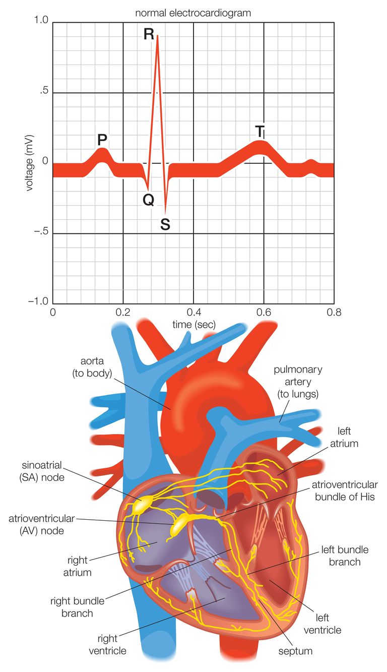 elektryczny serca, serca jest, impuls elektryczny, prawej lewej, Sercowy sygnał