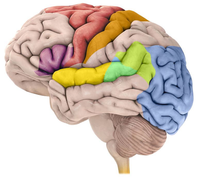 płata czołowego, lewej prawej, mózgu jest, prawy płat, tętnicy mózgowej