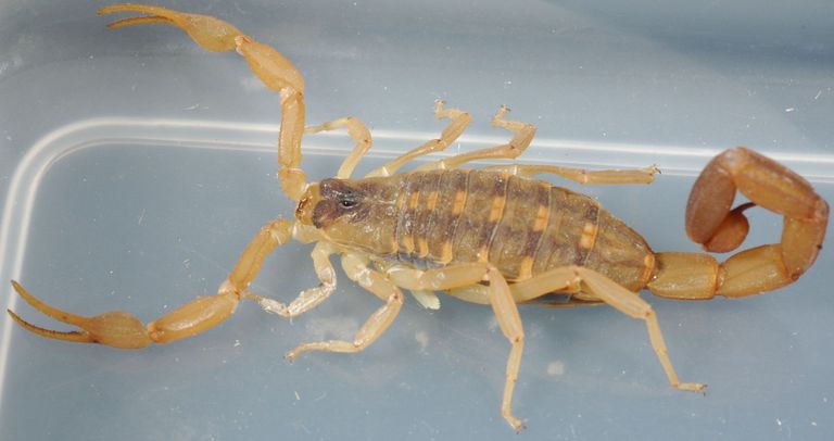 alergii skorpiona, narażona działanie, niektórych przypadkach, reakcję alergiczną, skorpiona jest, Stanach Zjednoczonych