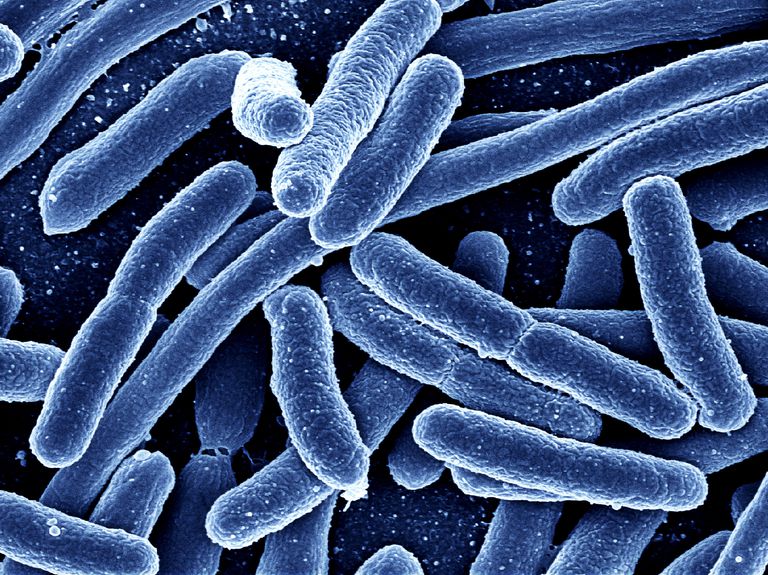 bakterie jelitowe, bakterie przeciwzapalne, bakterie jelitowe mogą, dobre bakterie
