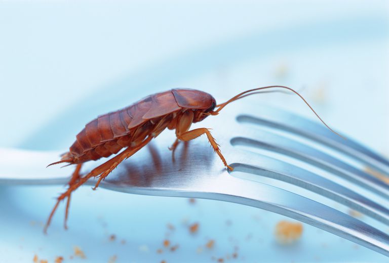 alergię karalucha, alergii karalucha, karaluch nazwa, karaluch nazwa naukowa, karaluchy powodują