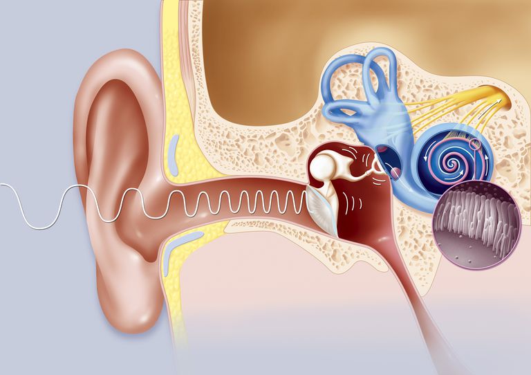 trąbki Eustachiusza, ucha środkowego, uchu środkowym, części gardła