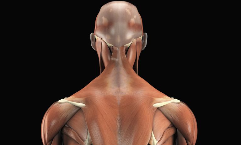 mięśnie pleców, Zewnętrzne mięśnie pleców, części pleców, dorsi jest, górnej części