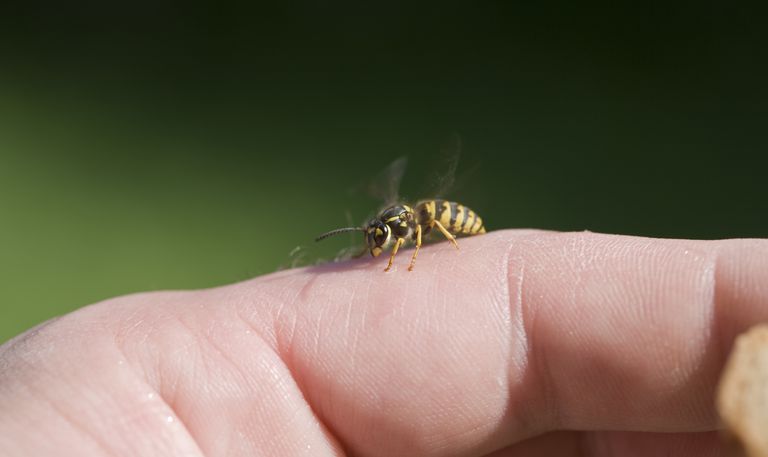 Jeśli zauważysz, kłujących owadów, mają tendencję, pszczoły miodne, jamie ustnej, jest stanie