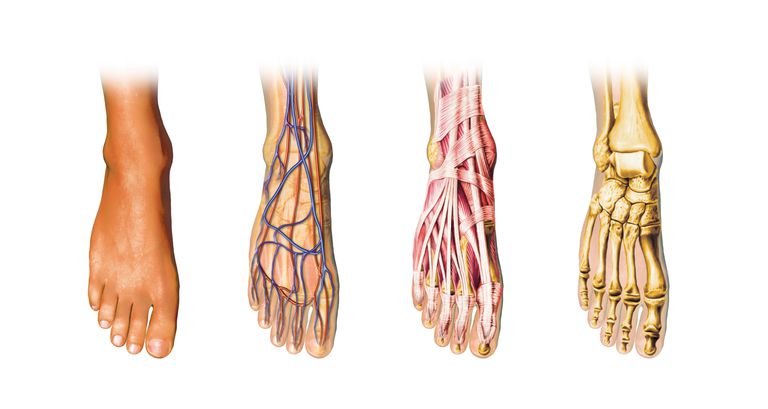 kości śródstopia, kości piętowej, mięśnie stopy, podłużny jest, Składa kości