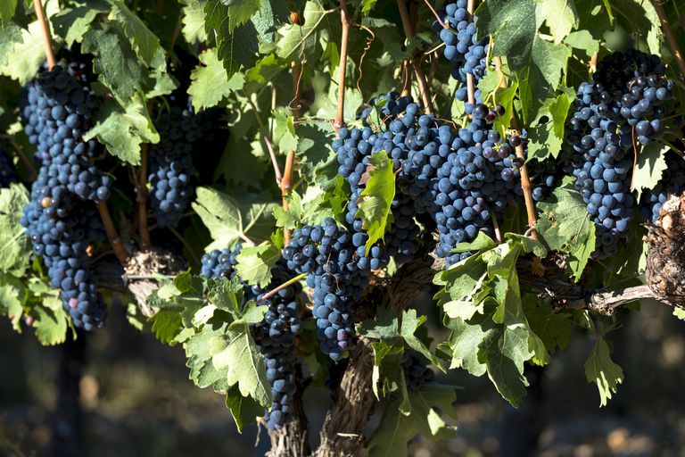 beznasienne winogrona, bezpieczne spożycia, chorób serca, które mogą, winogron Winogrona
