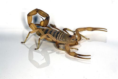 jest dostępny, skorpiona kory, szybko możliwe, Ukąszenia skorpiona, użądlenia skorpiona