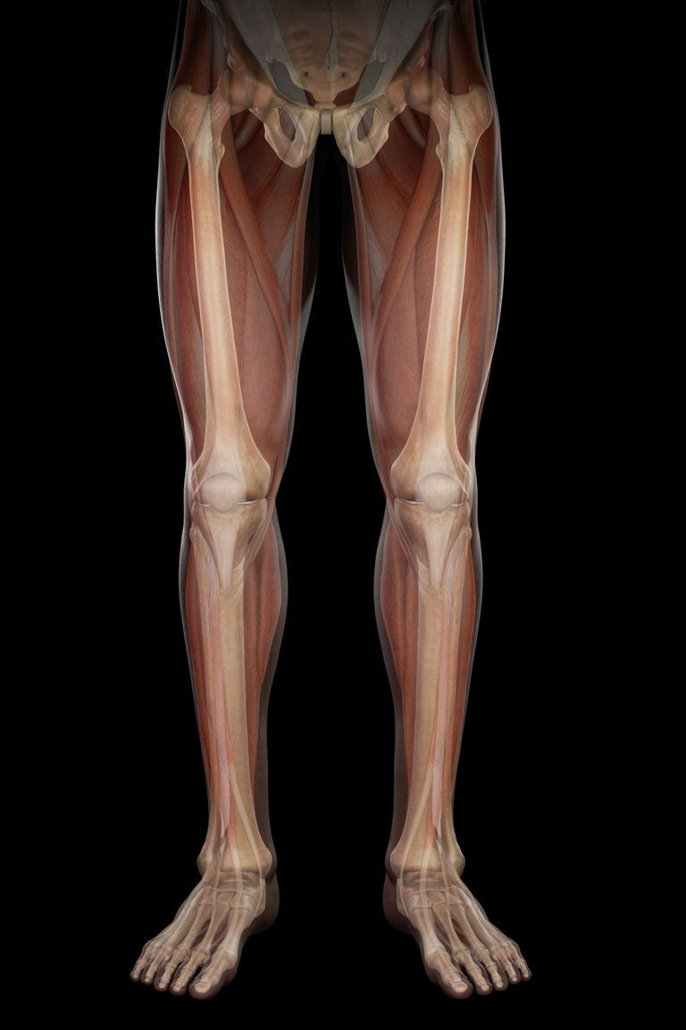 stawu kolanowego, staw kolanowy, bólu kolana, kolana Wykonuje, końcach kości, kość udową