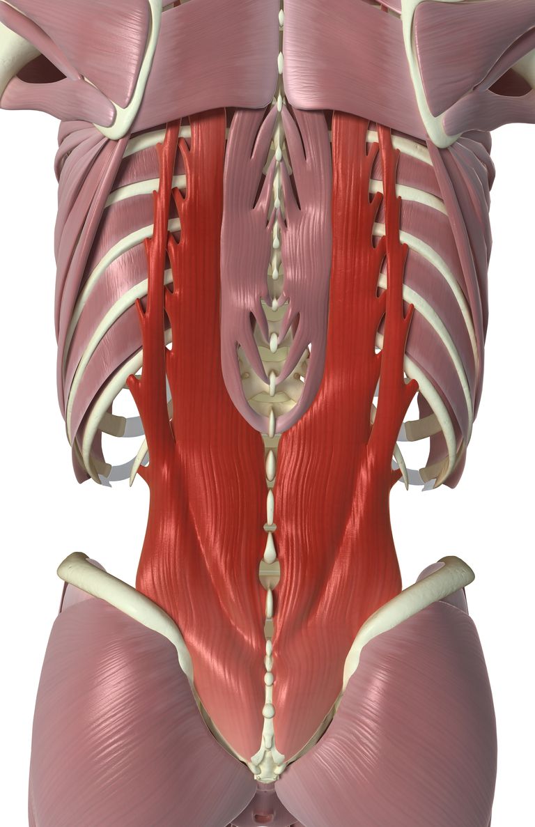 kręgu piersiowego, mięśni pleców, mięśnie międzypręgowe, drugiego kręgu, Interspinales intertransversarii