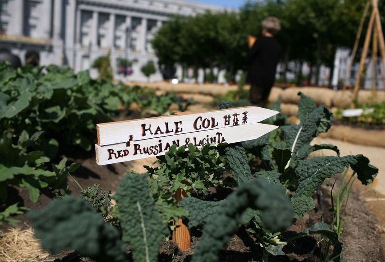 kale jest, jarmuż jest, jest również, Kale jest również, dobrym źródłem, doskonałym źródłem