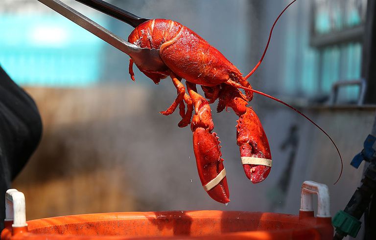 dobrym źródłem, Lobster Nutrition, produkcji energii, również dobrym