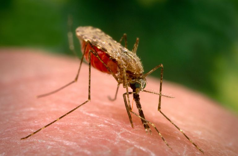 ukąszeń komarów, bezpośrednio skórę, czas kiedy, część populacji, Dostępnych jest