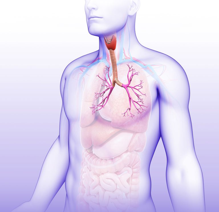 etap oddychania, klatki piersiowej, powietrza płuc, przechodzi przez