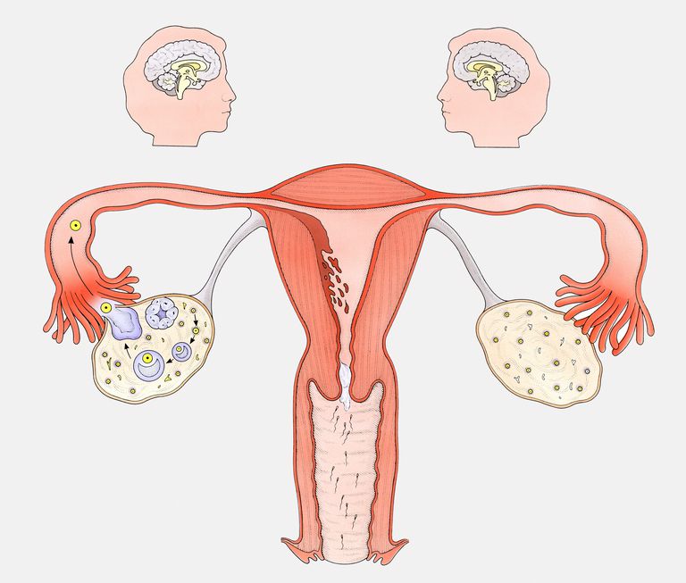 Progesteron jest, ciałko żółte, ciąży Jeśli, cyklu miesiączkowego, fazie lutealnej