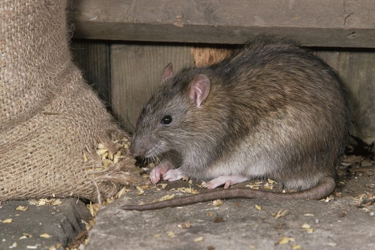 Pierwsza pomoc, trucizny szczurów, kontroli zatruć, objawy mogą, spowodowane urazem, trucizny szczury