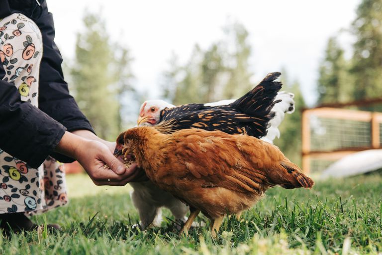 dotknięciu kurczaka, hodowla kurczaków, jako zwierząt, jako zwierząt domowych