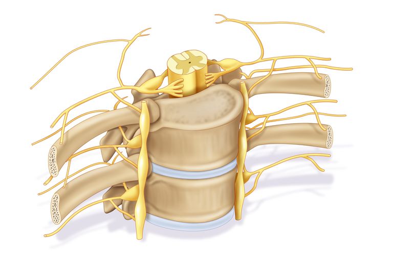 rdzenia kręgowego, nerwu rdzeniowego, korzenia nerwu, conus medullaris, equina conus, equina conus medullaris