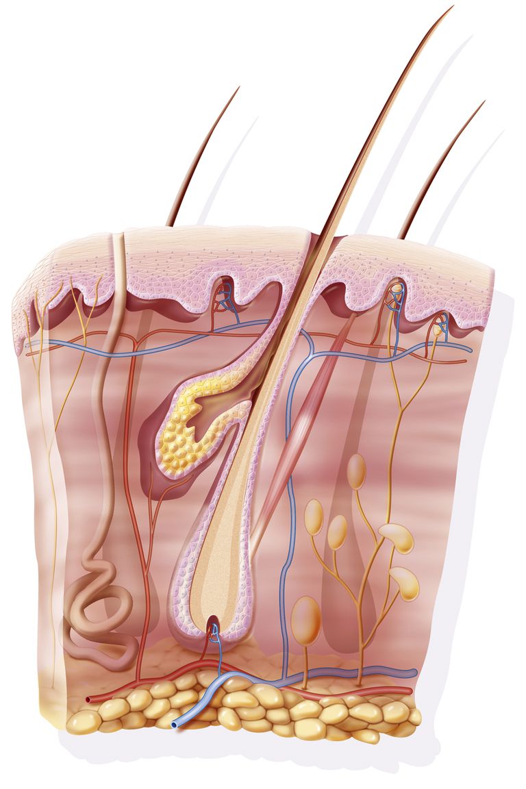 tkanki podskórnej, tkanki tłuszczowej, naczynia krwionośne, Tkanka podskórna, górną część