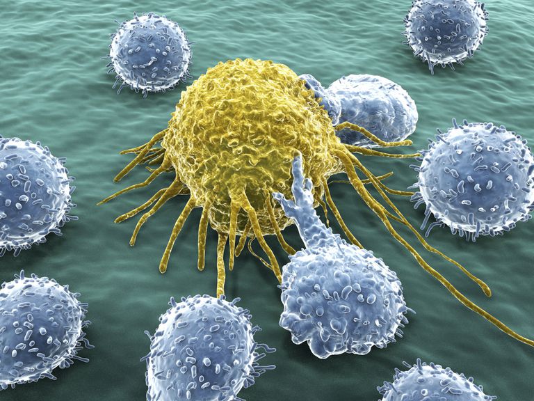 komórki nowotworowe, komórki rakowe, walce rakiem, komórek rakowych, szpiku kostnego