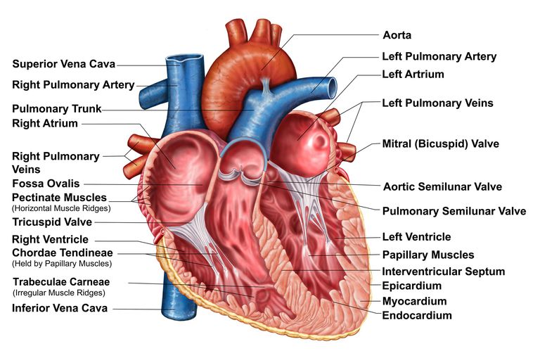 zastawki aortalnej, otwartym sercu, TAVR jest, otwartego serca