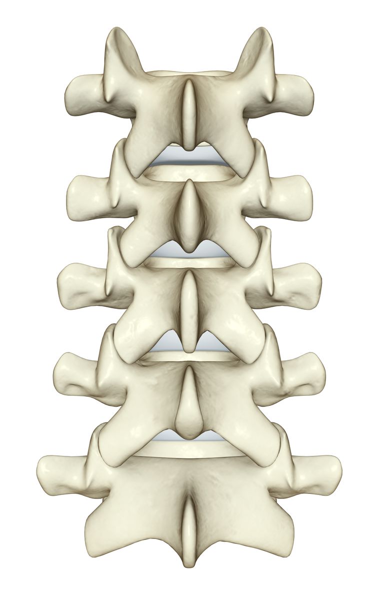 kręgów które, nerwu rdzeniowego, rdzenia kręgowego, trzonu kręgu, bólu pleców