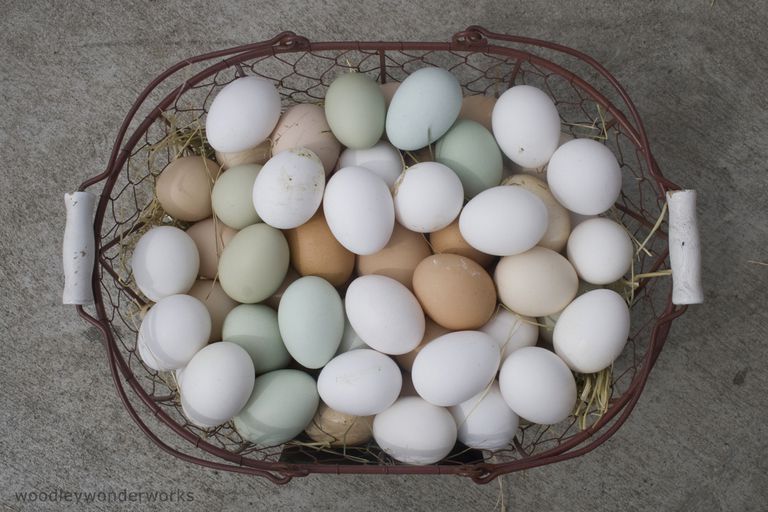 żółtku jaja, białku jaja, etykietę składnika, zawarty białku