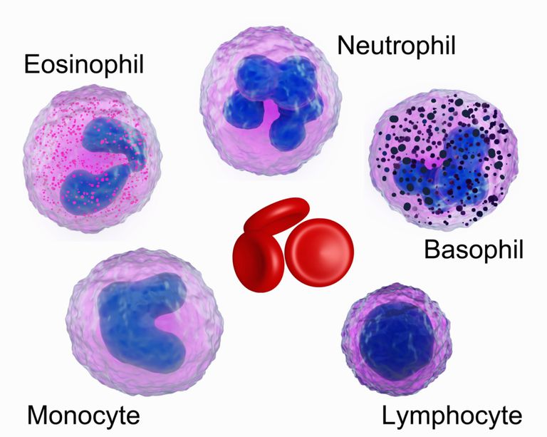 liczba eozynofili, przyczyny eozynofilii, białych krwinek, eozynofilii Jeśli, granulocytów kwasochłonnych