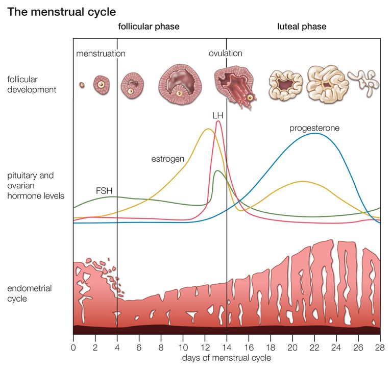 cyklu miesiączkowego, cykl menstruacyjny, dojrzałe jajo, Faza folikularna