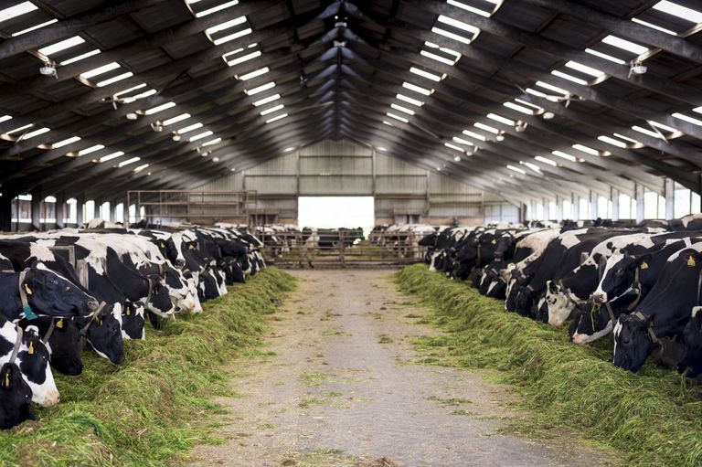produkty mleczne, które mogą, mleko krowie, mleku krowim