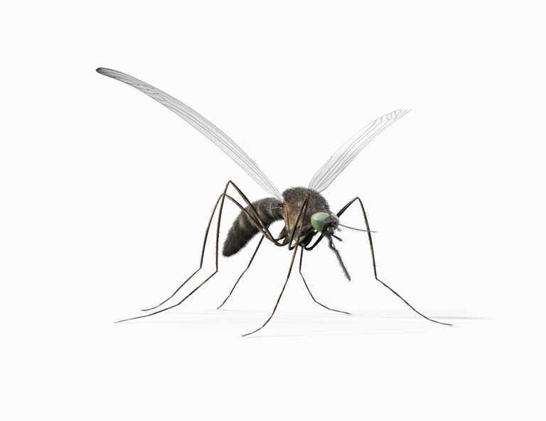 wirusa Zika, drogą płciową, jako wektora, jest wektor, jest wektor biologiczny, może przenosić