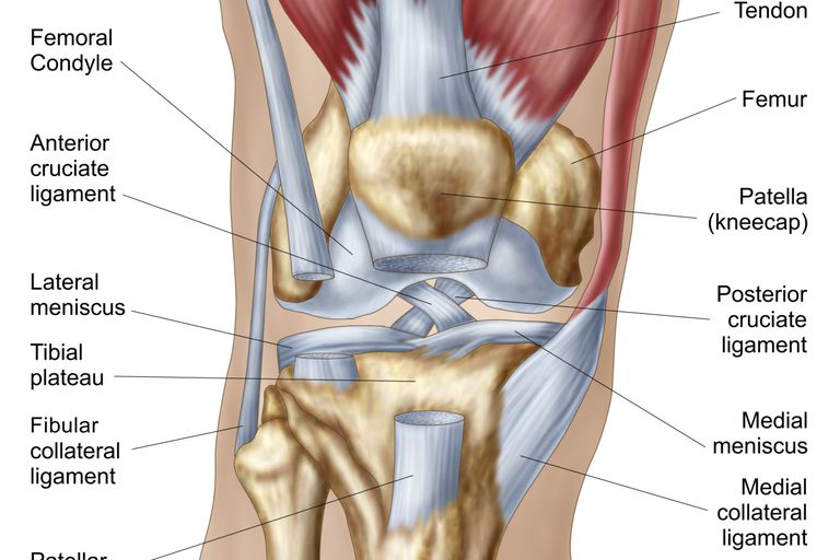 błony maziowej, bólu kolana, kolana może, błona maziowa, części kolana, części kolana może