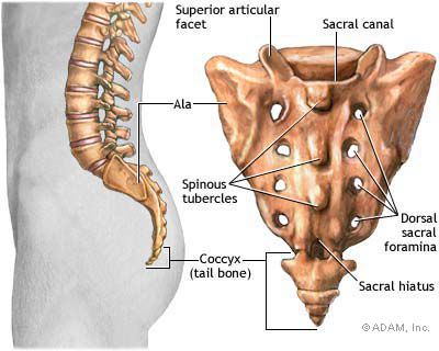 kości krzyżowej, L5-S1 jest, kości których, kręgosłupa jest, odcinek lędźwiowy, odcinka kręgosłupa