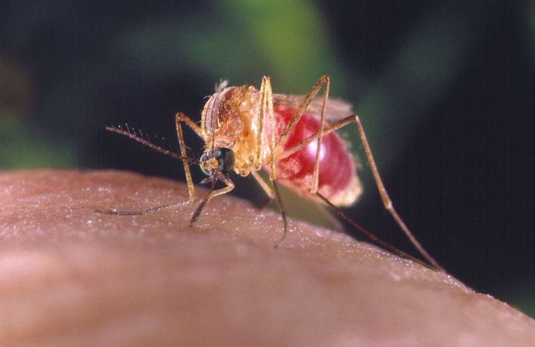 wirus Usutu, wirusa Usutu, przez komary, jest wirus