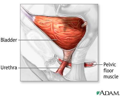 cewki moczowej, jest znacznie, jest zwykle, krew moczu, pęcherza moczowego, przyczyną krwiomoczu