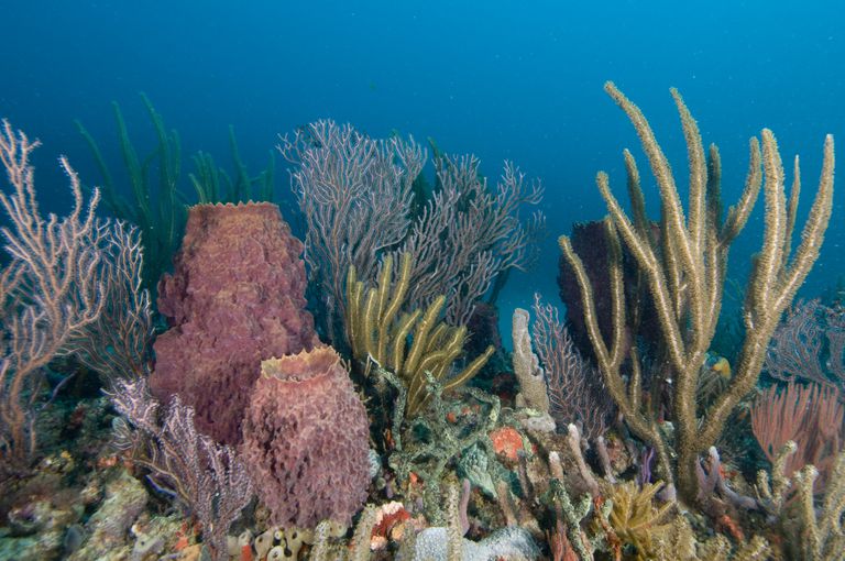 wapń koralowy, węglanu wapnia, wapnia koralowego, forma wapnia