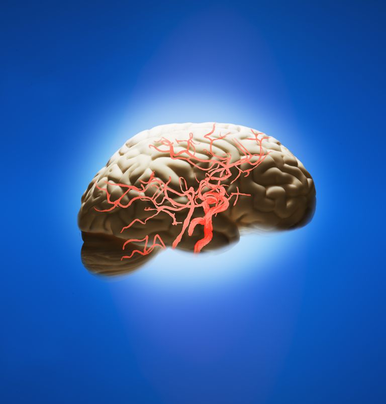 części mózgu, tętnica mózgowa, dostarczają krew, tętnica komunikacyjna, naczynie krwionośne